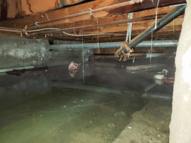 Best Emergency water damage restoration  in Forest, OH