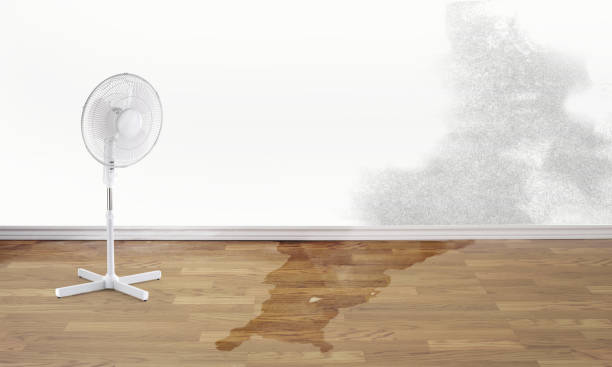 Best Ceiling water damage repair  in Forest, OH